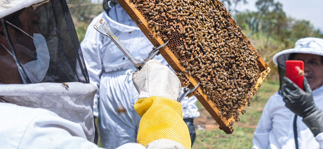 🐝How Much Honey Can a 10-Frame Hive Produce?