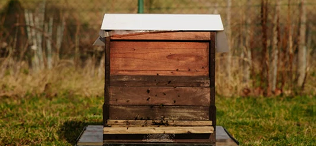 How do you start to beekeeping?