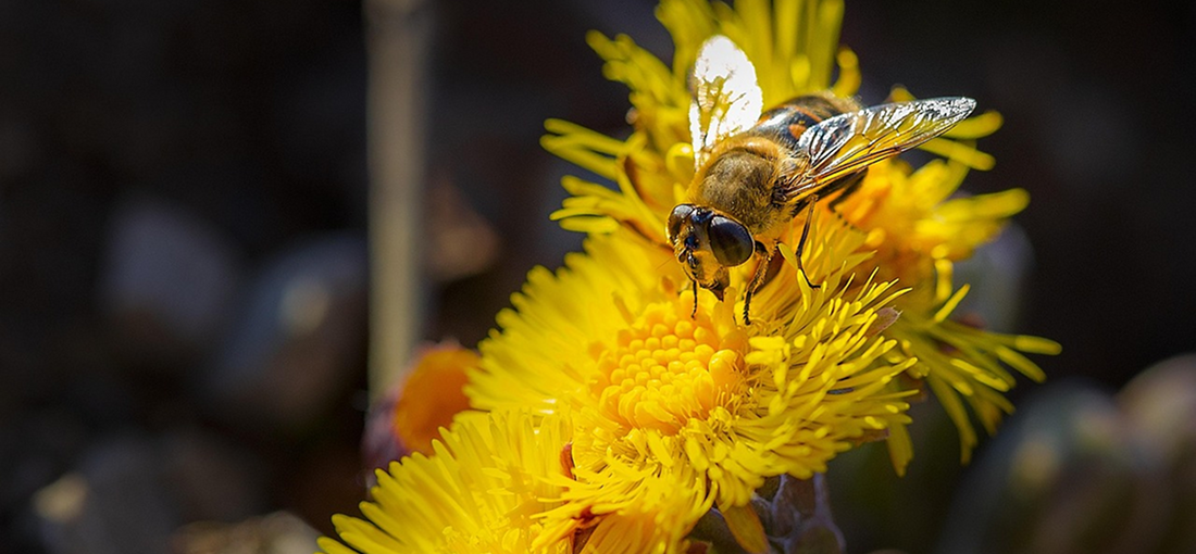 Why Are Professional Beekeepers Choosing Wax-Coated Hives? Unveiling the “Sweet Secret” to Efficient Beekeeping