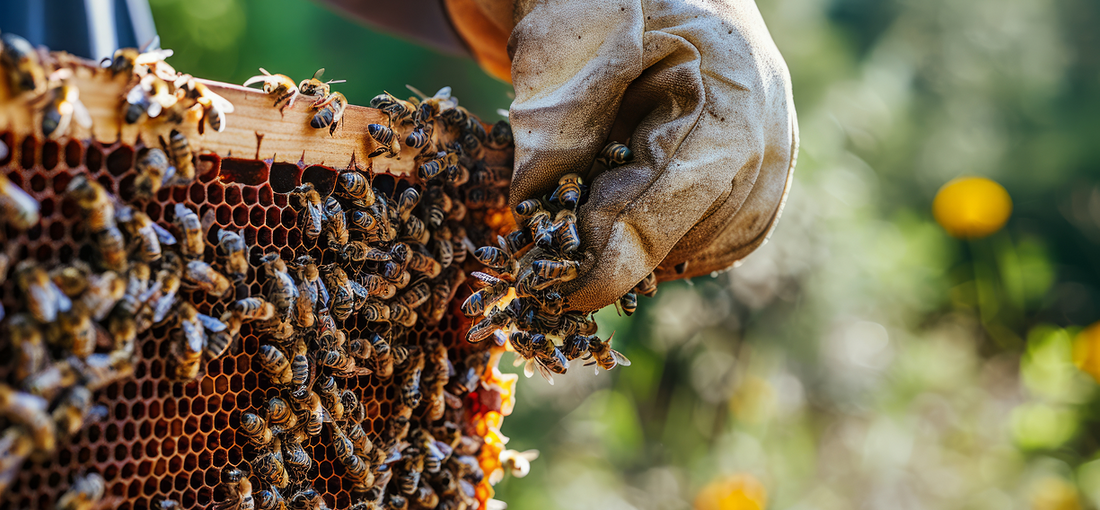 How to Divide a Colony When There is a Queen Cell but the Queen Cannot Be Found?