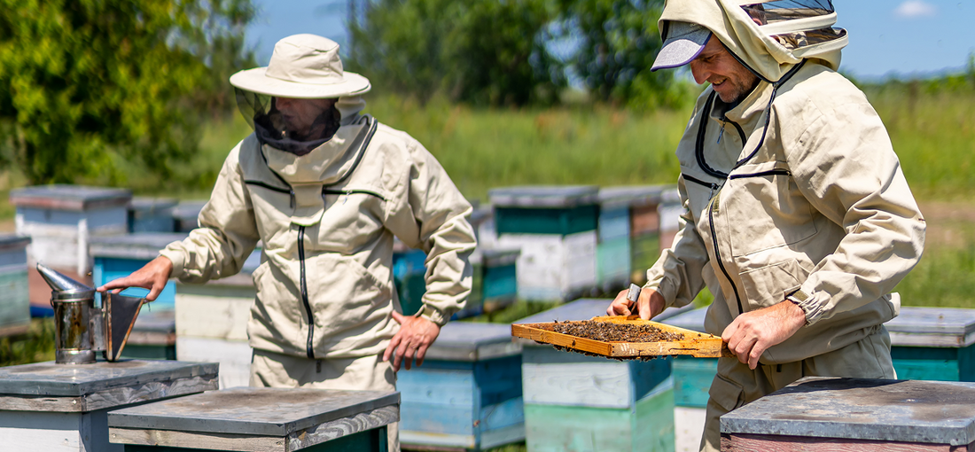 The Fascinating World of Beekeeping: From Beginner to Expert
