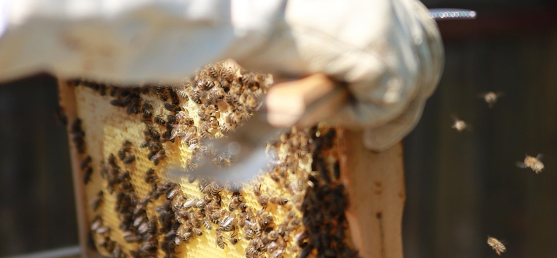 Summer beekeeping precautions.