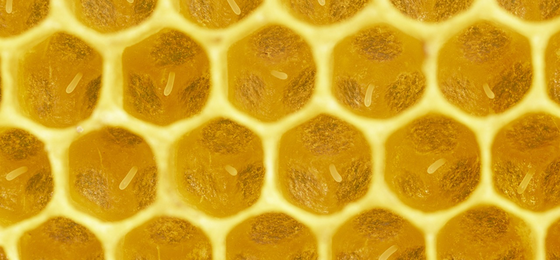 Online!Our latest product!