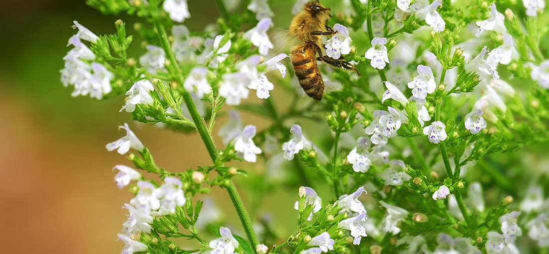 What tools are needed to keep bees?