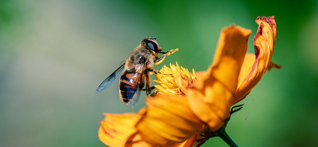 How to choose the best hive placement?