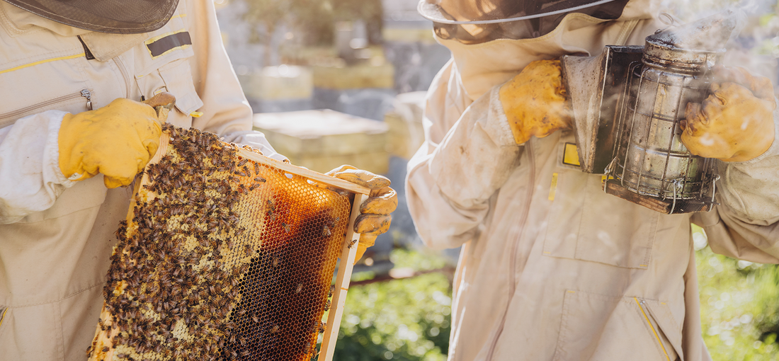 How to choose a beehive – what beekeepers need to prepare