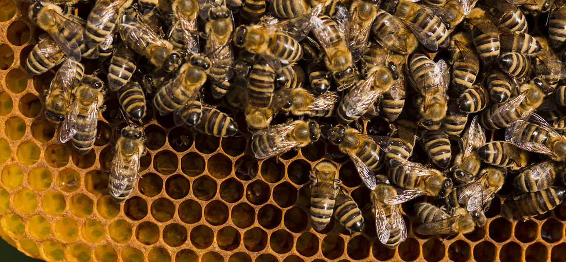 Remedies for a bee colony that has lost its king