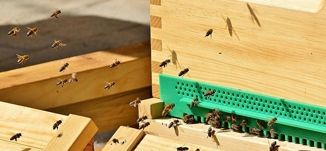 What will happen to overwintering bees after they lose their queen?