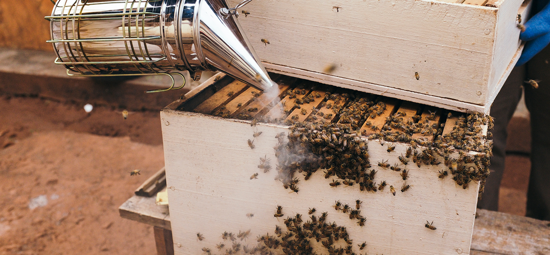How far can bees smell beeswax?