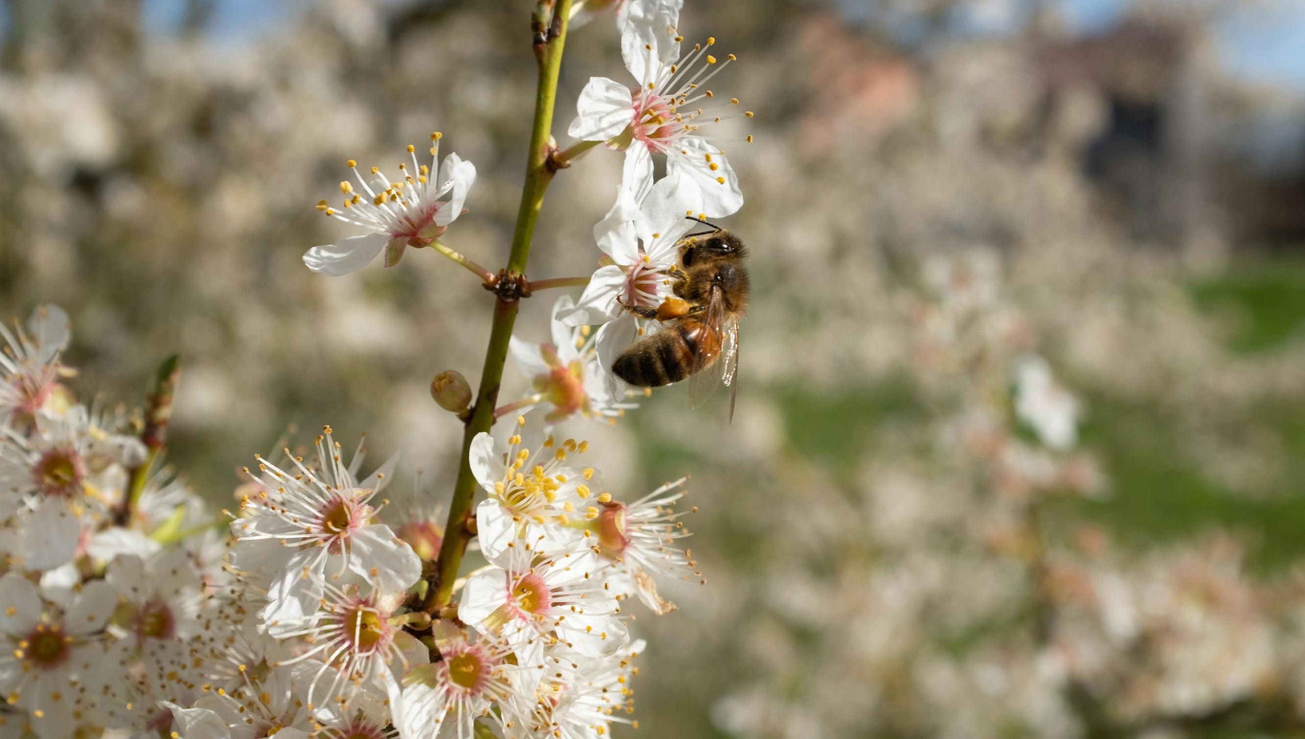 Bee on flower