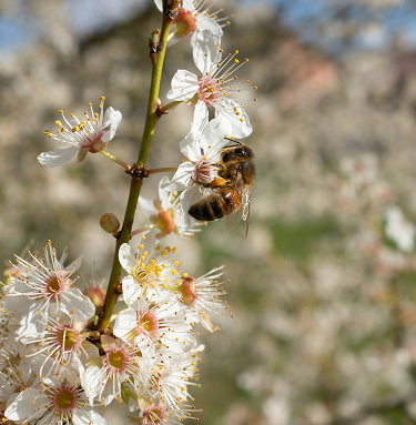 Bee on flower