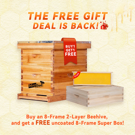 MayBee Hives Standard 8 Frame 2 Layer Langstroth Beehive Dipped in 100% Beeswax Include 1 Deep Brood Box and 1 Super Box with Pine Wooden Frames and Beeswax plastic Foundation