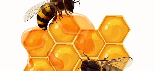 Beginners In Beekeeping