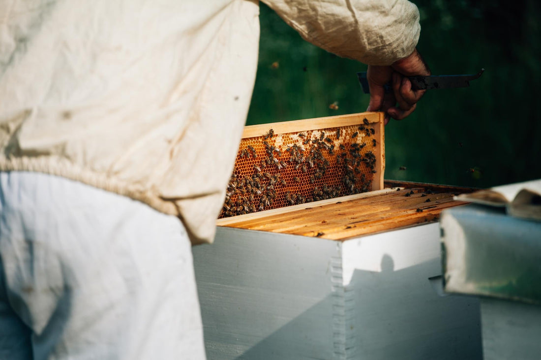 Do You Need to Paint a Wax-Coated Beehive? Essential Tips for Beekeepers