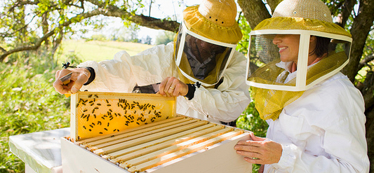 Do bees produce honey all year round?