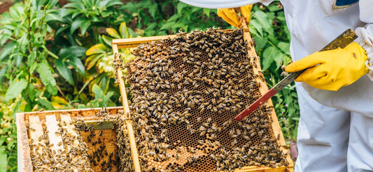 🐝 What Do You Need for Backyard Beekeeping?