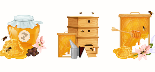 🐝 How to Tell When the Honey in Your Hive Is Ready to Harvest