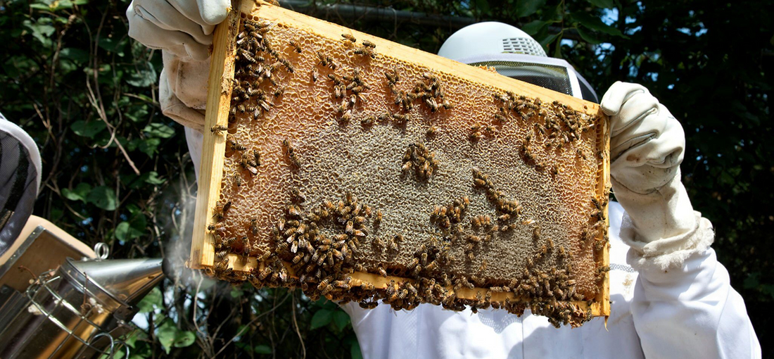 What Do Bee Larvae Eat?