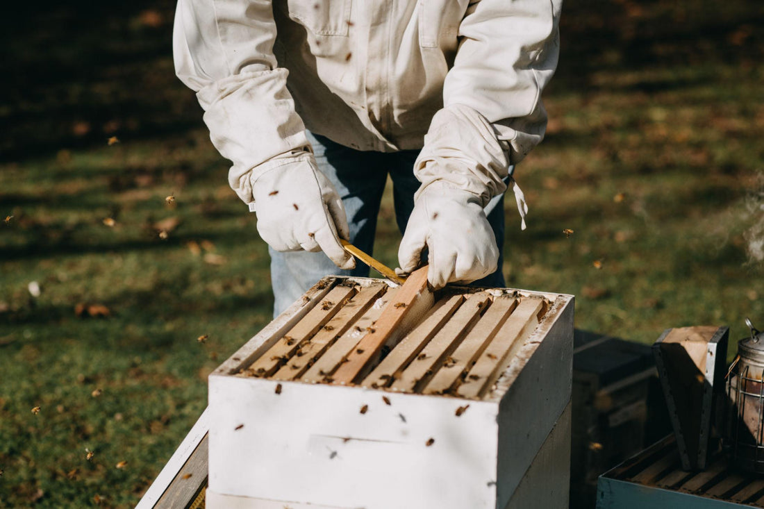 What Happens Inside a Beehive? A Look at Life Inside the Colony