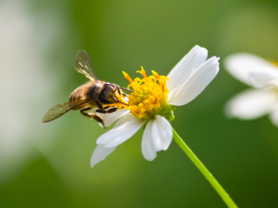🛡️ How to Protect Your Beehives from Mice, Woodpeckers &amp; Other Pests