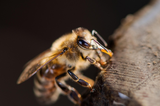 Spring Beekeeping Has Begun: Start the New Season the Right Way