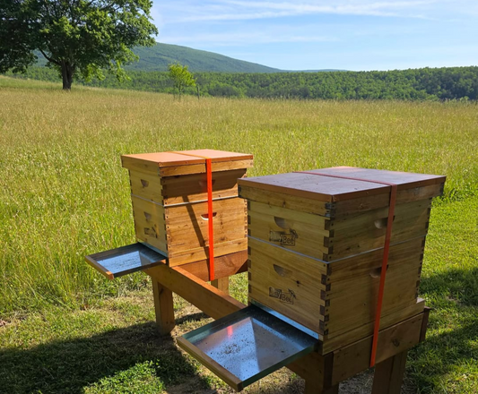 Do Beehives Need Full Sun? The Ultimate Hive Placement Guide for Beekeepers.
