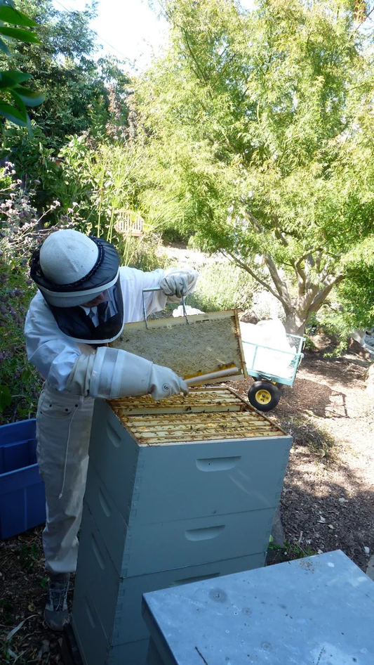Seasonal Bees: How Honey Bees Change with the Seasons