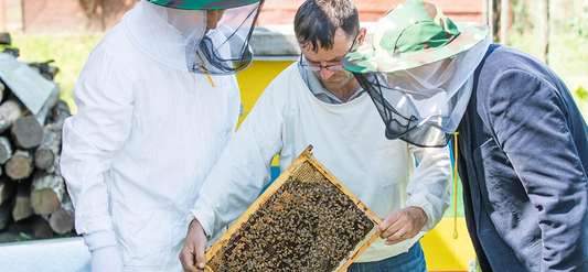 How to Handle Bee Swarming?