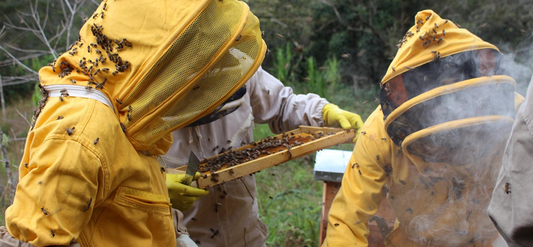 🐝 Understanding the Enemy: The Deadly Threat of Varroa Mites