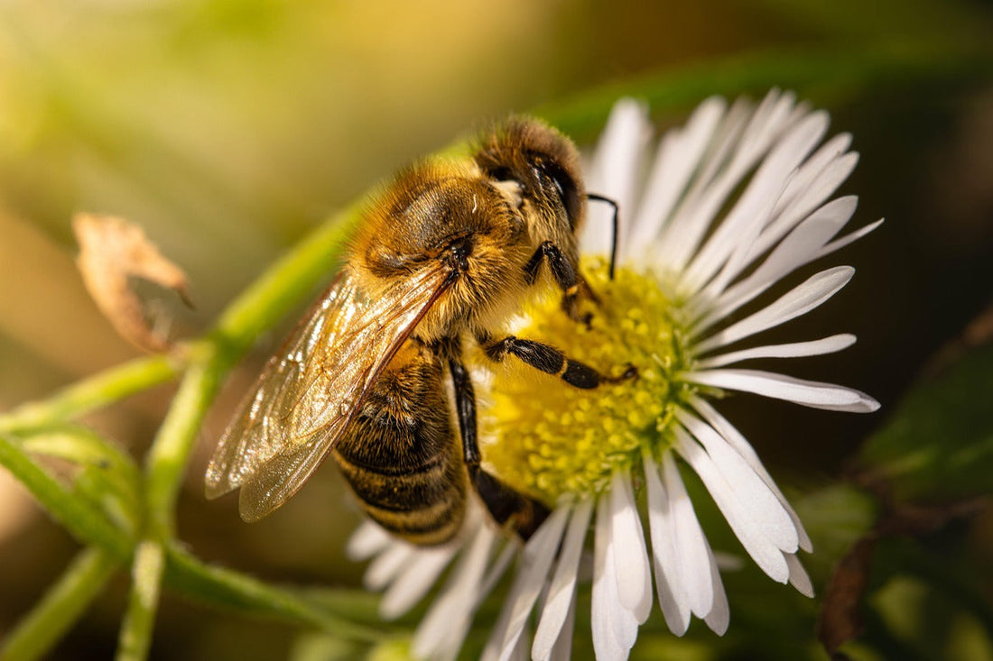 Spring Beekeeping Has Begun: Start the New Season the Right Way