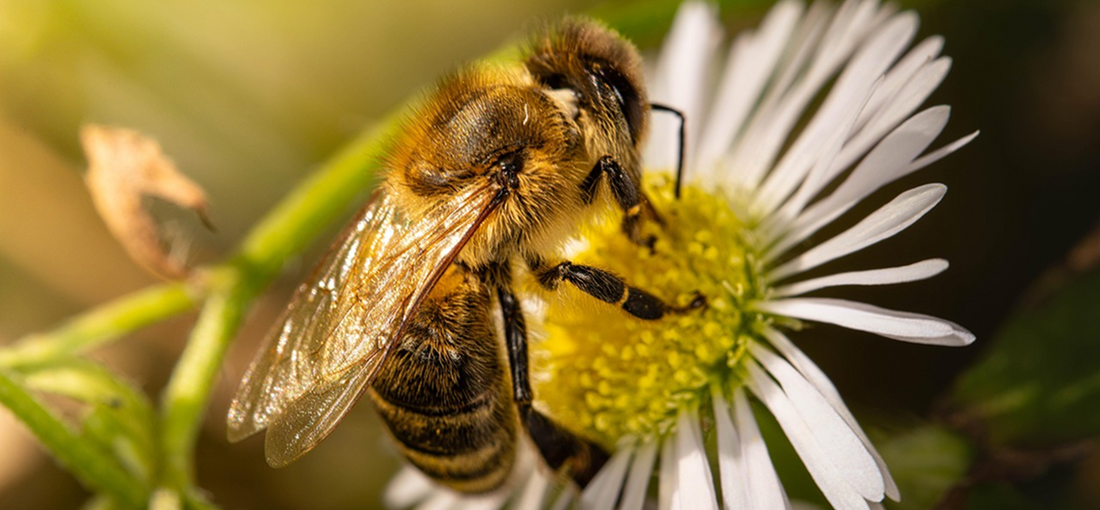 How Much Honey Can a 10-Frame Hive Produce? (And 7 Proven Tips to Boost Your Yield)