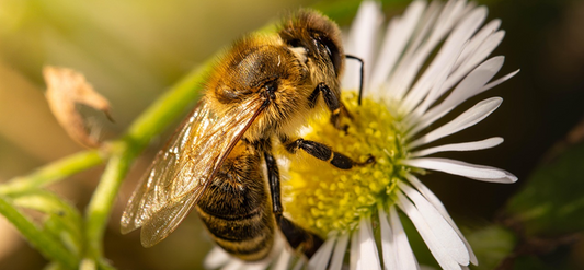 How Much Honey Can a 10-Frame Hive Produce? (And 7 Proven Tips to Boost Your Yield)