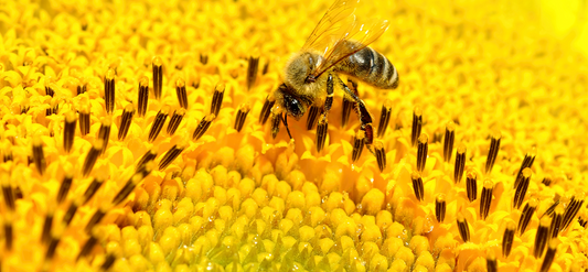 Do bees have brains?