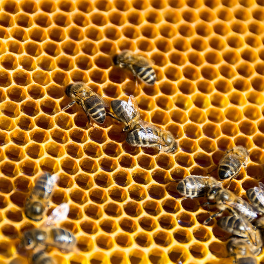 🐝 When Should You Add the Queen Excluder? A Practical Guide for Beekeepers