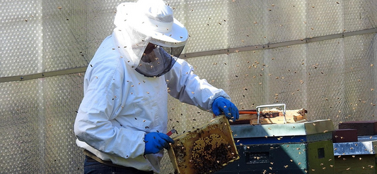 Why should you buy the new MayBee Hives product?