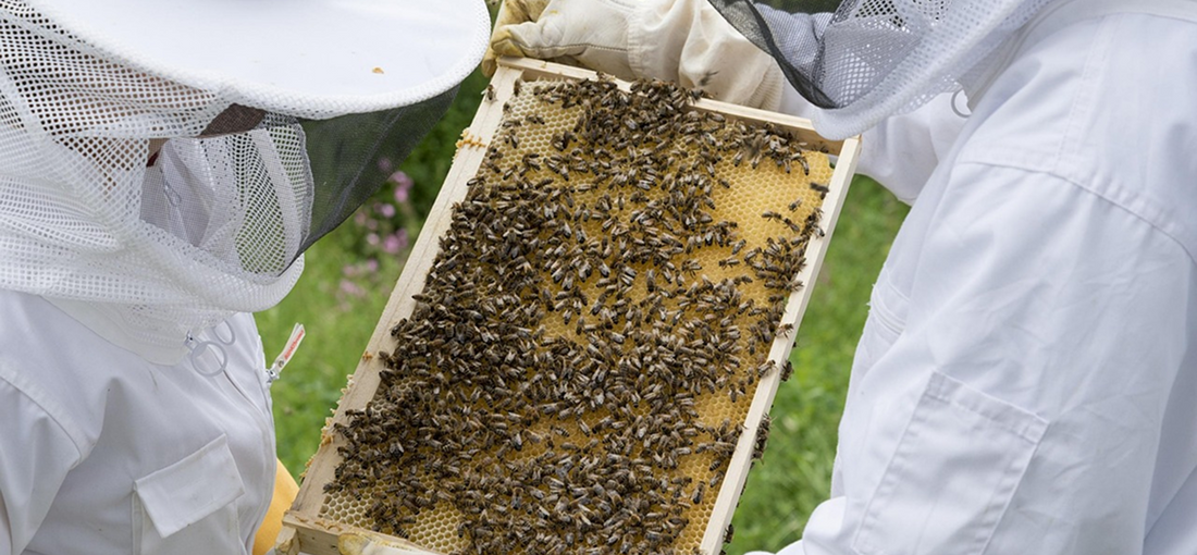 Winter Management of Bee Colonies