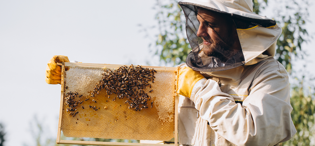 How to Manage Bee Colonies in Autumn?