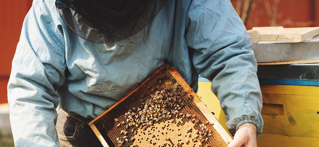 Bees regulate temperature in the following ways: