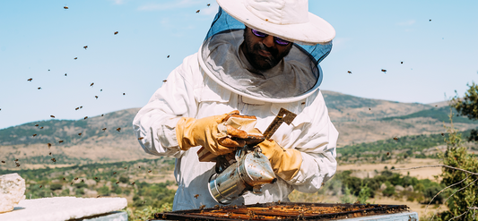 The Fascinating World of Beekeeping: A Beginner's Journey