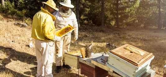 Habits and Growth Process of Bees