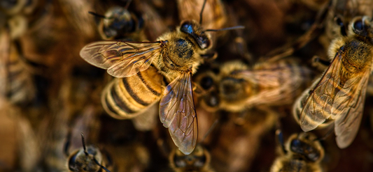 What is the fastest way to attract bees?