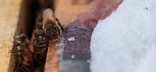 When Winter Comes, Can Your Bees Survive the Cold?