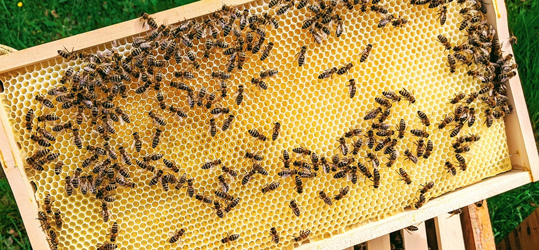What should I pay attention to when I start beekeeping?