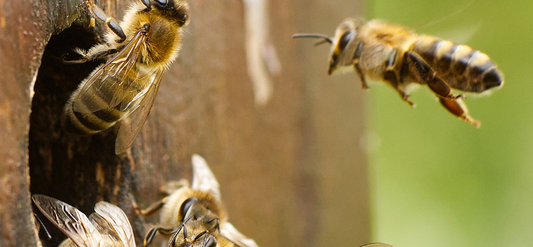 Why are there fewer and fewer bees?