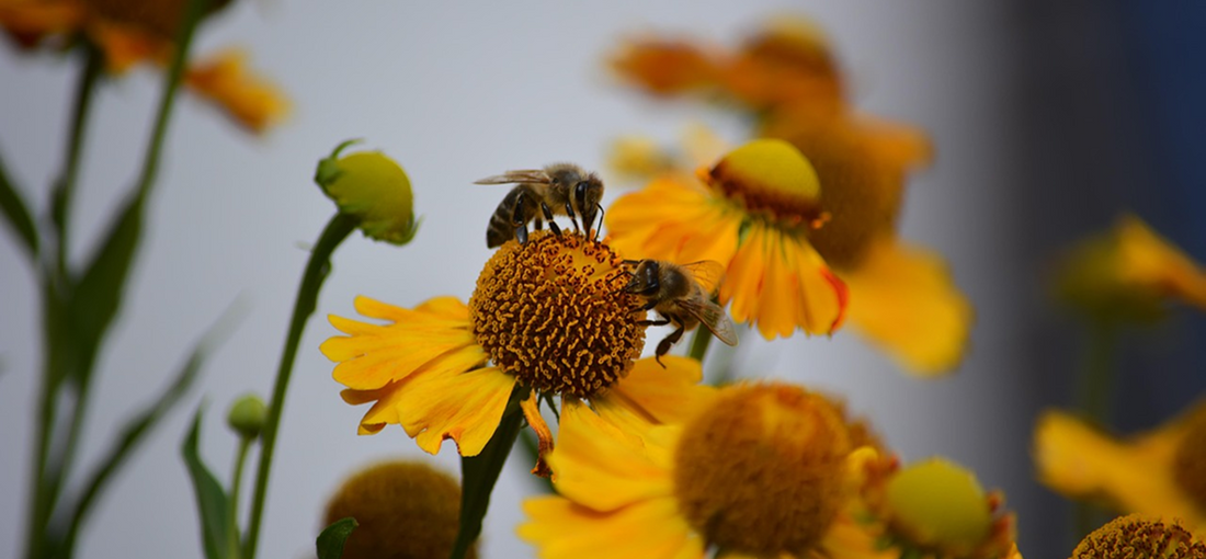 How can bees spring quickly?
