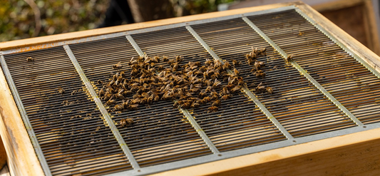 A quick way to kill nest worms.
