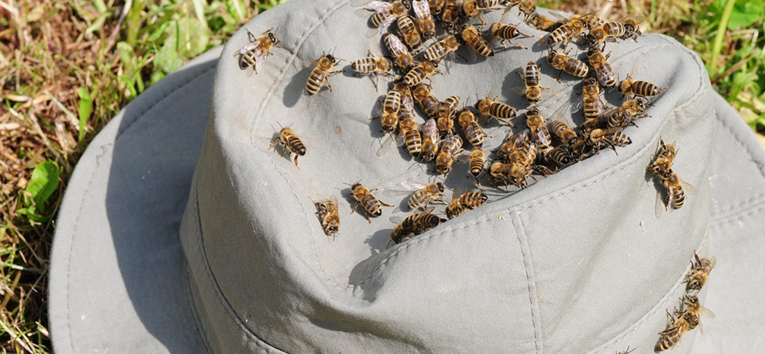 Common Challenges Faced in Beekeeping