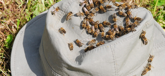 Common Challenges Faced in Beekeeping