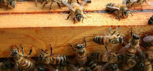 What nutrients do bees need?