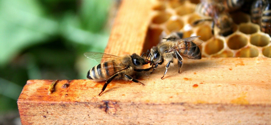 Bee breeding techniques and methods.
